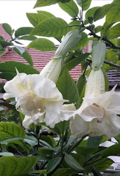 Änglatrumpet Silky Balerina (Brugmansia)