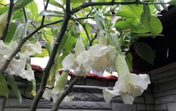 Änglatrumpet Silky Balerina (Brugmansia)