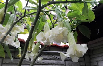 Änglatrumpet Silky Balerina (Brugmansia)