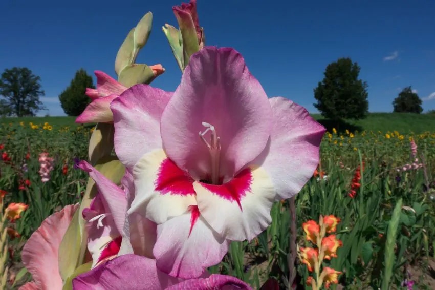 Gladiolus - Zamora