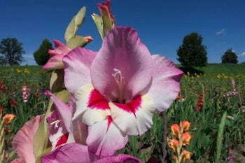 Gladiolus - Zamora