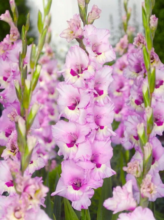 Gladiolus - Zamora