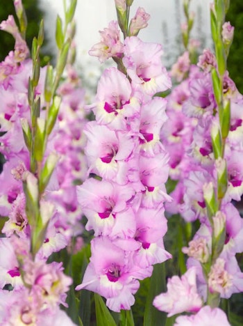 Gladiolus - Zamora