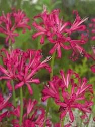 Spindellilja - Nerine Bowdenii Isabel