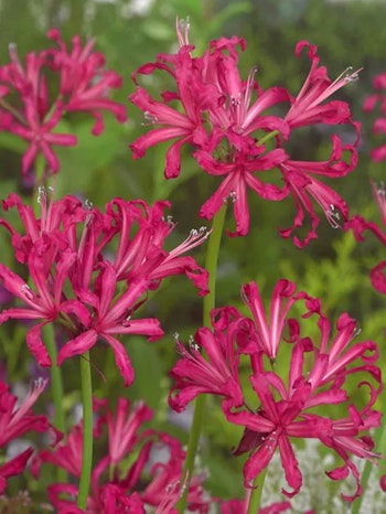 Spindellilja - Nerine Bowdenii Isabel