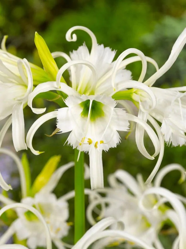 Spindellilja -Hymenocallis Ismene Festalis