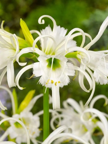 Spindellilja -Hymenocallis Ismene Festalis