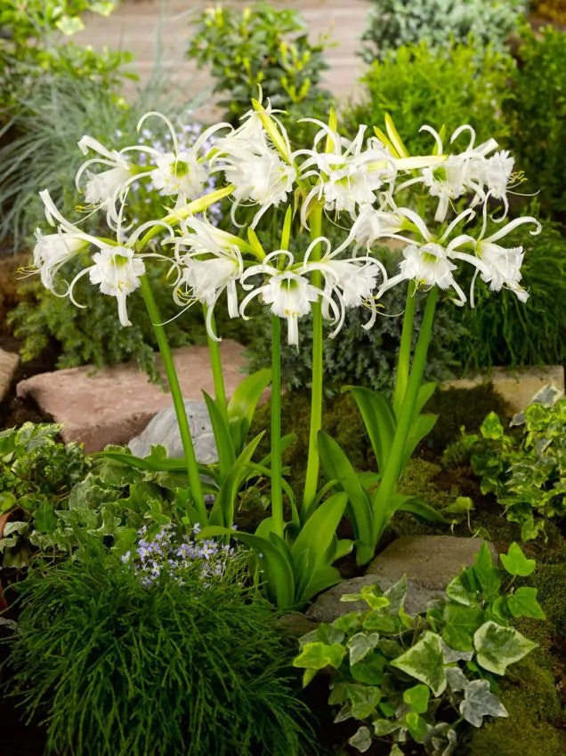 Spindellilja -Hymenocallis Ismene Festalis