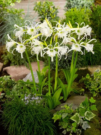 Spindellilja -Hymenocallis Ismene Festalis