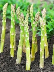Sparris -Asparagus Gijnlim (Barrotad)