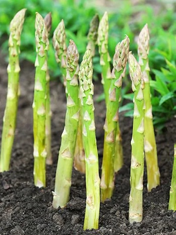 Sparris -Asparagus Gijnlim (Barrotad)