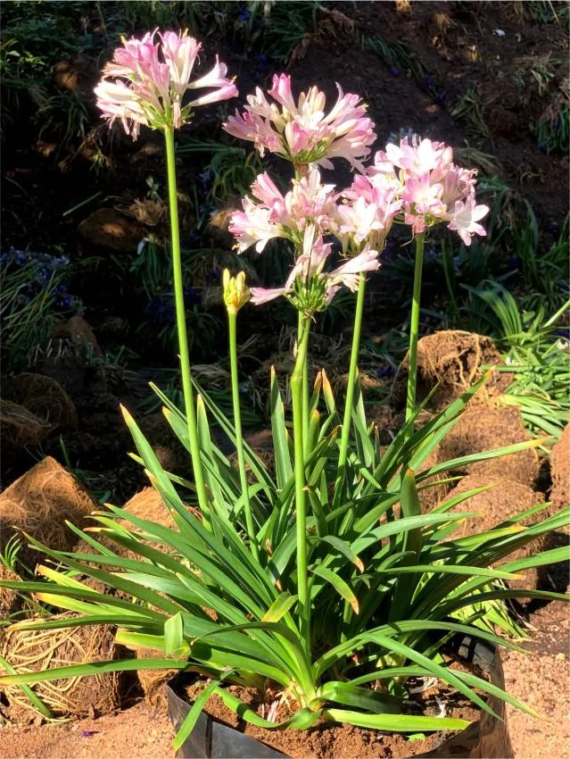 Afrikansklilja/Agapanthus - Blush pink (Barrotad)