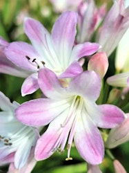 Afrikansklilja/Agapanthus - Blush pink (Barrotad)