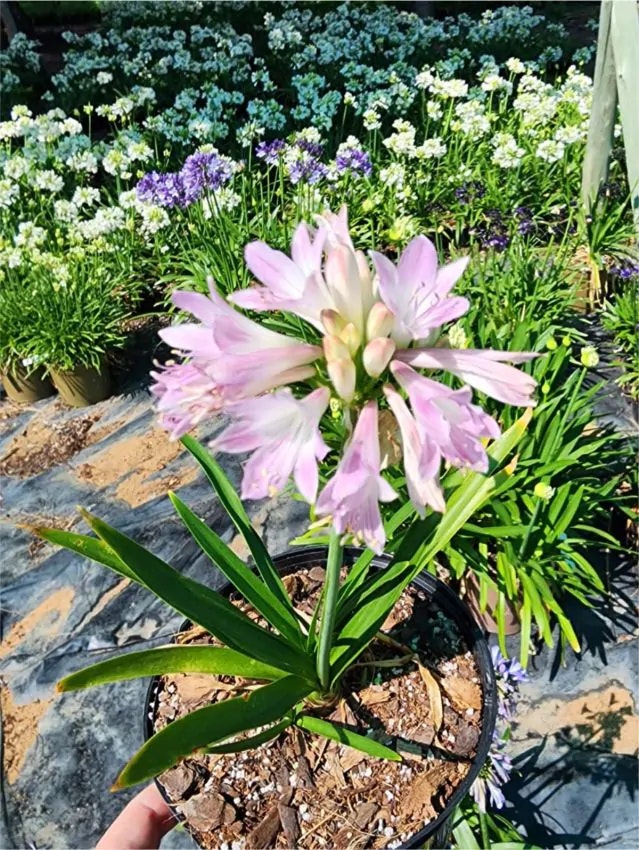 Afrikansklilja/Agapanthus - Blush pink (Barrotad)