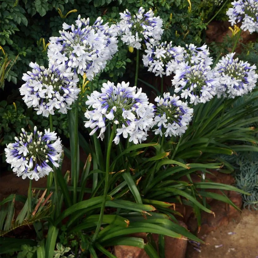 Afrikansklilja/Agapanthus - Twister (Barrotad)