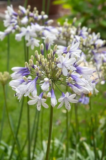 Afrikansklilja/Agapanthus - Twister (Barrotad)