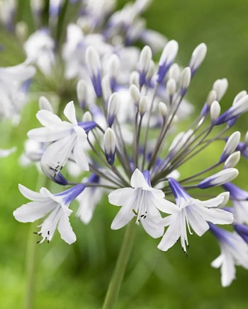 Afrikansklilja/Agapanthus - Twister (Barrotad)