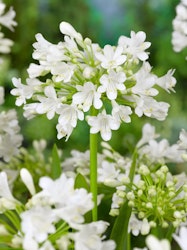 Afrikansklilja/Agapanthus - Polar Ice (Barrotad)