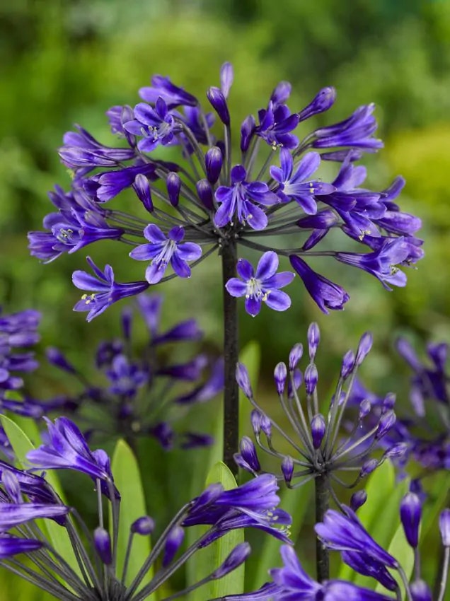 Afrikansklilja/Agapanthus - Back in Black (Barrotad)