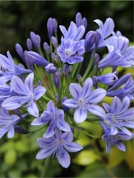 Afrikansklilja/Agapanthus - Sunfield (Barrotad)