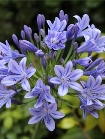 Afrikansklilja/Agapanthus - Sunfield (Barrotad)