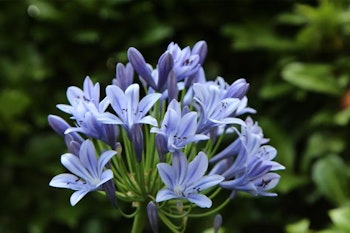 Afrikansklilja/Agapanthus - Sunfield (Barrotad)