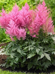 Astilbe - Europa Japonica (Barrotad)