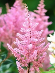Astilbe - Europa Japonica (Barrotad)