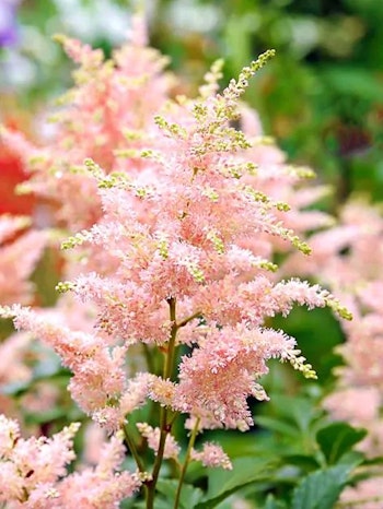 Astilbe - Peach Blossom (Barrotad)