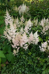 Astilbe - Peach Blossom (Barrotad)