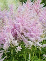 Astilbe - Hyazinth (Barrotad)