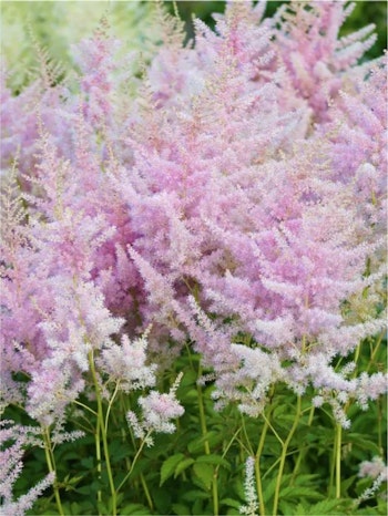Astilbe - Hyazinth (Barrotad)