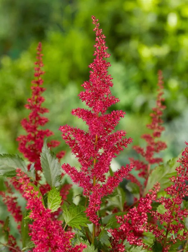 Astilbe - Fanal (Barrotad)