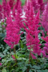 Astilbe - Fanal (Barrotad)