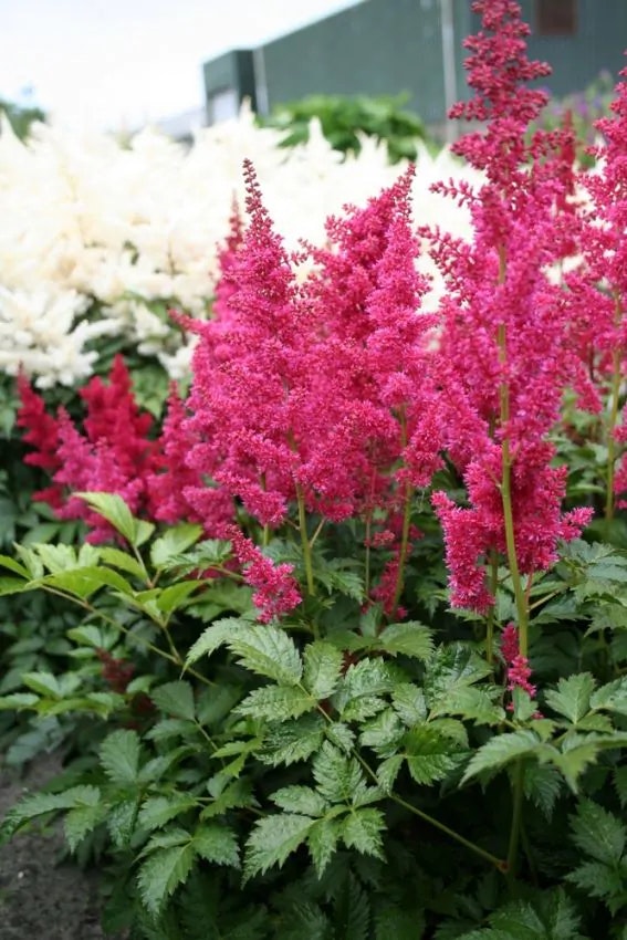 Astilbe - Fanal (Barrotad)