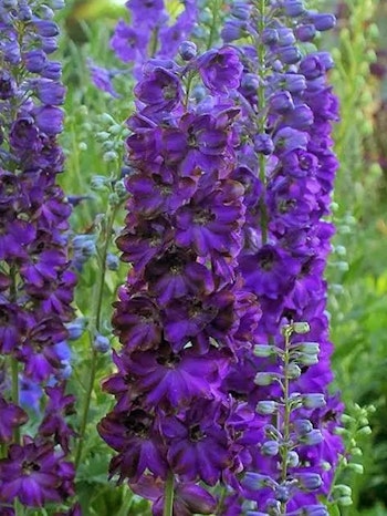 Riddarsporre - Delphinium Magic Fountains Dark Bee (Barrotad)