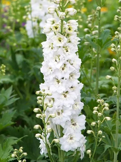 Riddarsporre - Delphinium Magic Fountains Pure White (Barrotad)