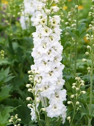 Riddarsporre - Delphinium Magic Fountains Pure White (Barrotad)
