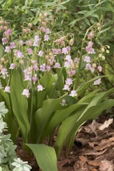 Liljekonvalj - Convallaria Rosea Majalis (Barrotad)