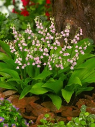 Liljekonvalj - Convallaria Rosea Majalis (Barrotad)