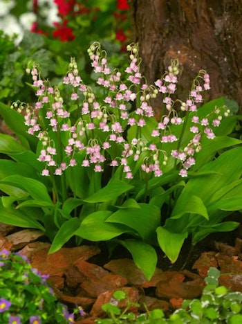 Liljekonvalj - Convallaria Rosea Majalis (Barrotad)