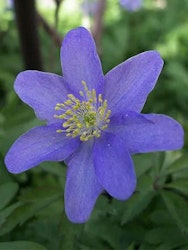 Blå Vitsippa - Nemorosa Royal Blue (Barrotad)