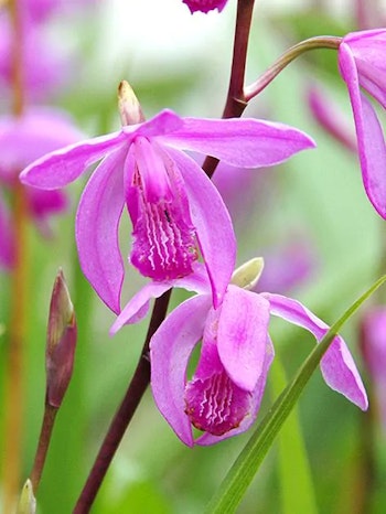 Hyacintorkidé - Bletilla Striata Pink (Barrotad)