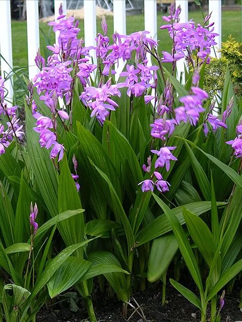 Hyacintorkidé - Bletilla Striata Pink (Barrotad)