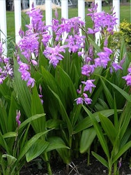 Hyacintorkidé - Bletilla Striata Pink (Barrotad)