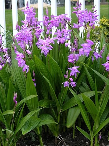 Hyacintorkidé - Bletilla Striata Pink (Barrotad)