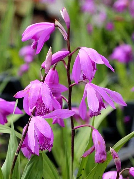 Hyacintorkidé - Bletilla Striata Pink (Barrotad)