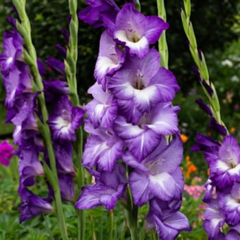 Gladiol/Gladiolus - Blue Isle