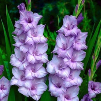 Gladiol/Gladiolus - Blue Tropic