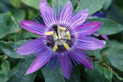 Passionsblomma/Passiflora - Lavender Lady